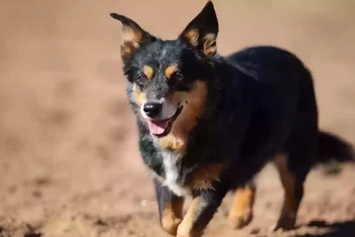 Lost dog in Oklahoma City, OK, 73107