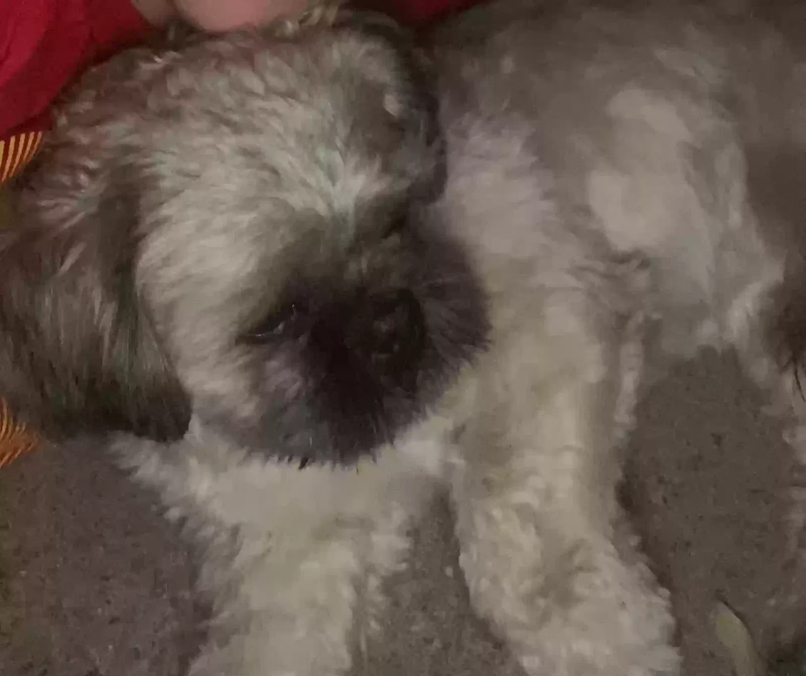 Lost dog in Lincoln, NE, 68503