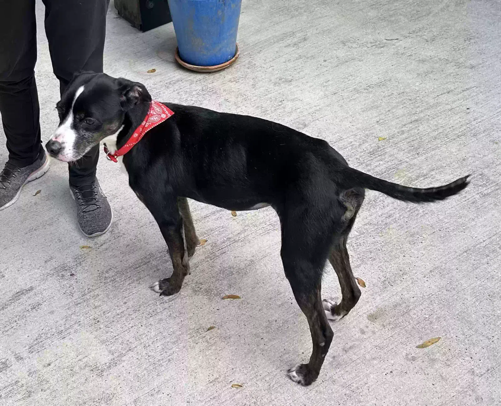 Found dog in Cleveland, TX, 77328