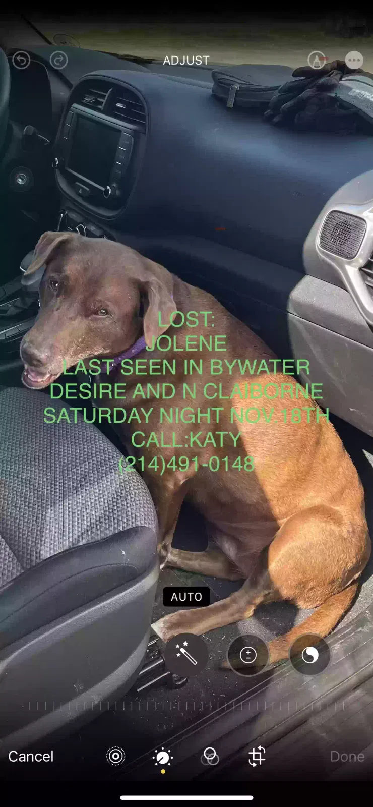 Lost dog in New Orleans, LA, 70117