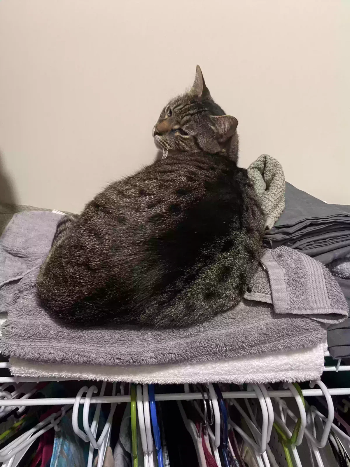 Lost cat in Locust, NC, 28097