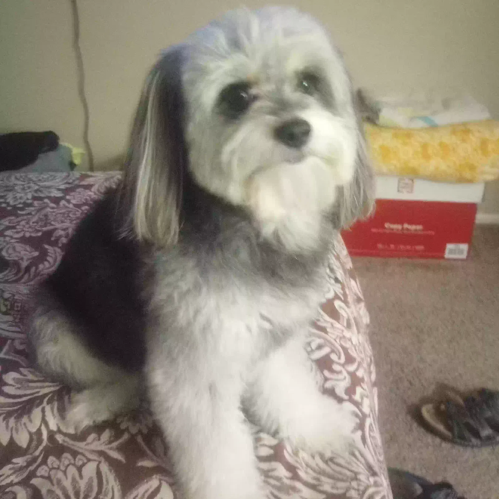 Lost dog in Phoenix, AZ, 85033