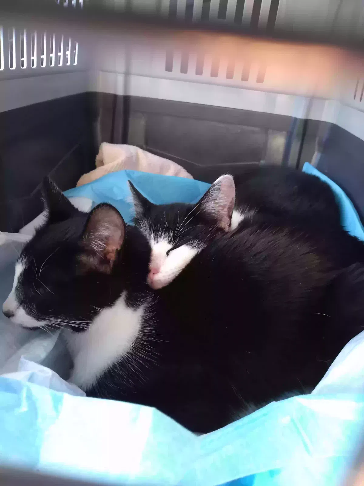 Found cat in Sherwood, OR, 97140