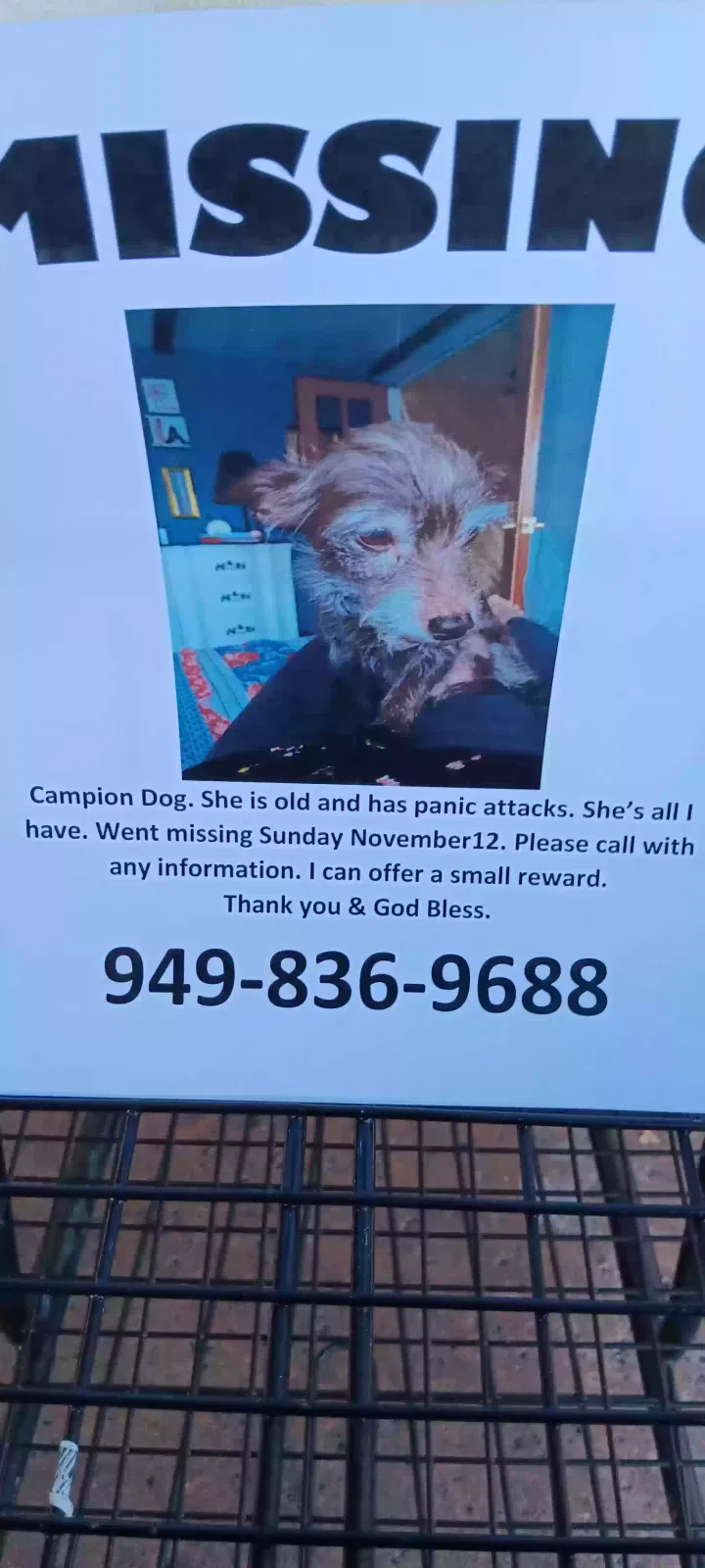 Lost dog in Santa Ana, CA, 92701