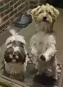 Lost dog in Chicago, IL, 60637