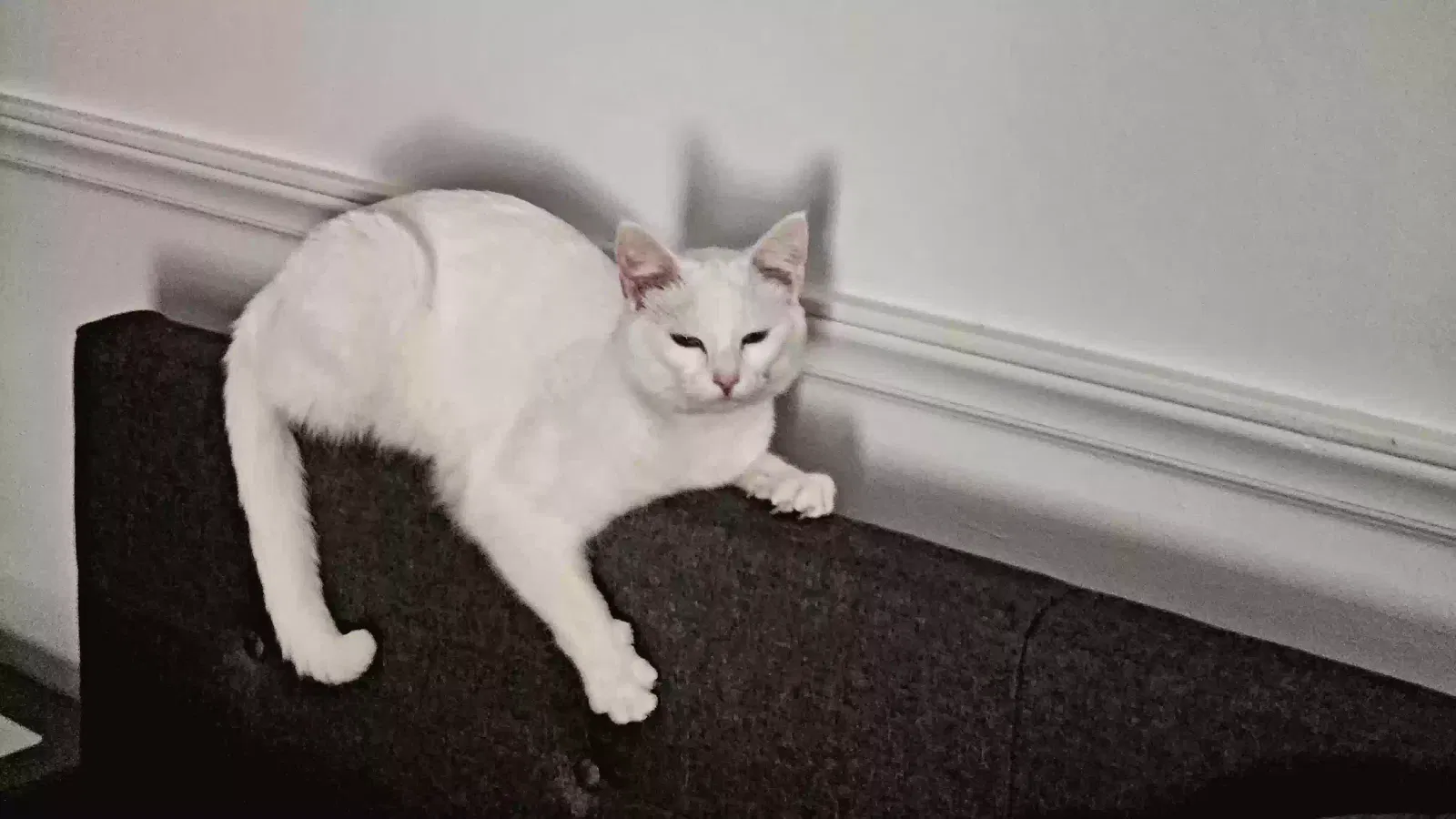 Lost cat in Fayetteville, NC, 28314