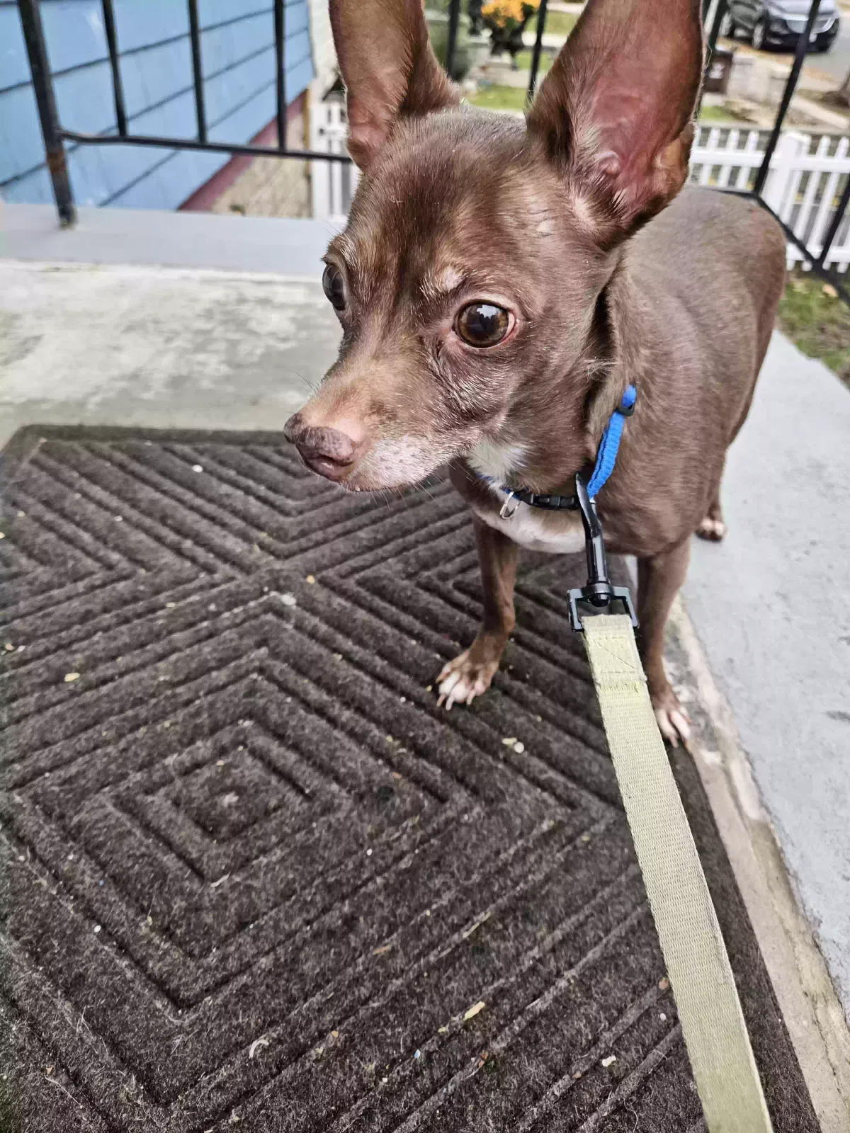 Found dog in Staten Island, NY, 10302