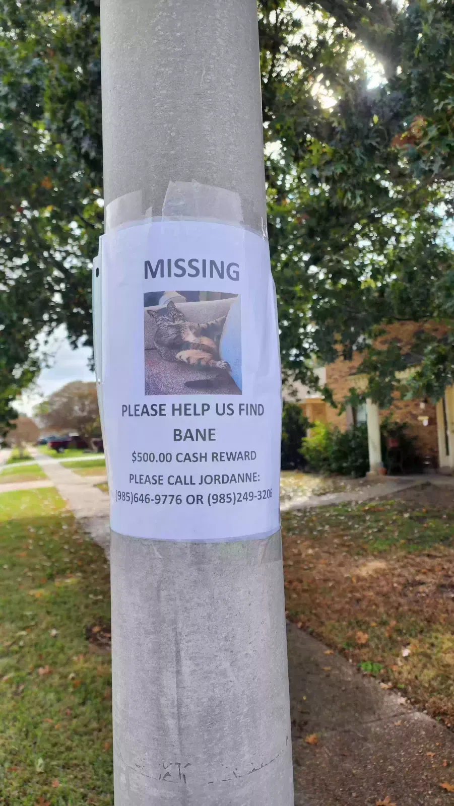 Lost cat in Metairie, LA, 70002