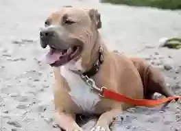 Lost dog in Spotsylvania, VA, 22551