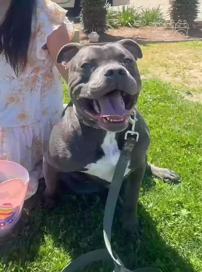 Lost dog in Woodbridge, CA, 95258