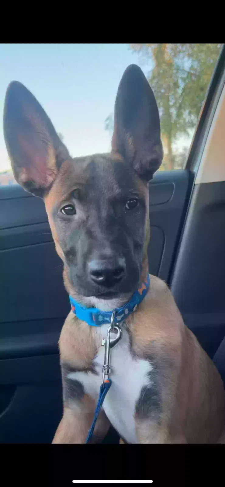 Lost dog in Las Vegas, NV, 89156