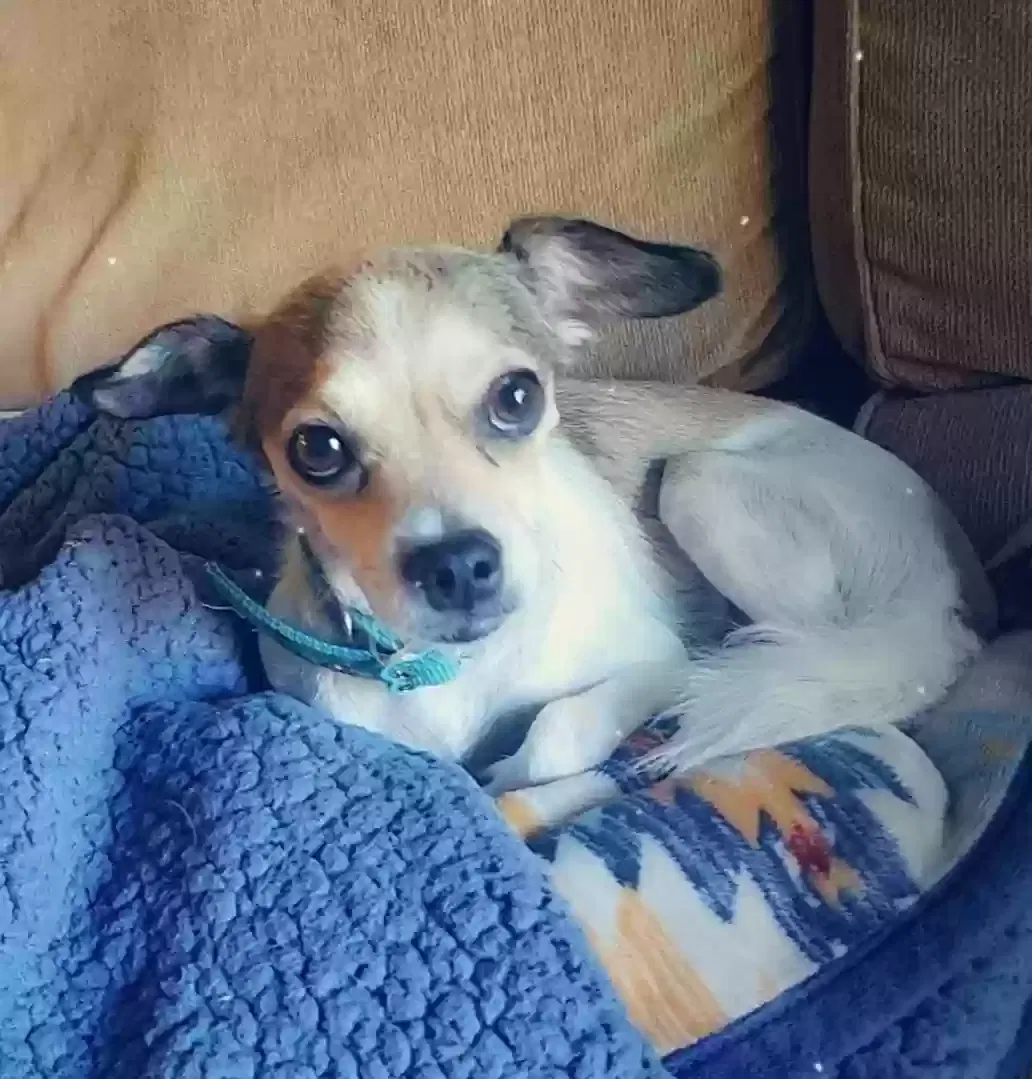 Lost dog in Aurora, CO, 80012