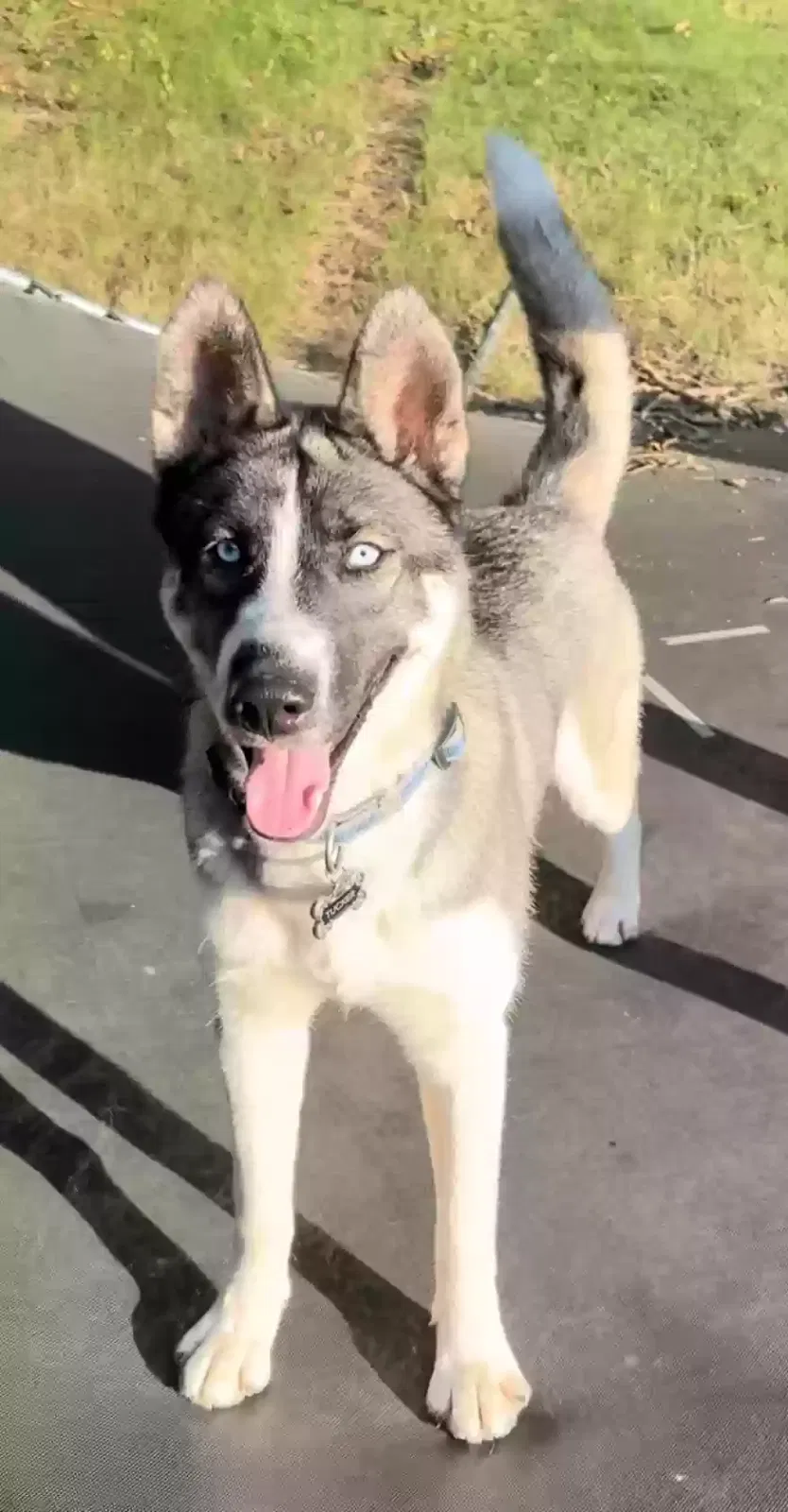 Found dog in Pinson, AL, 35126