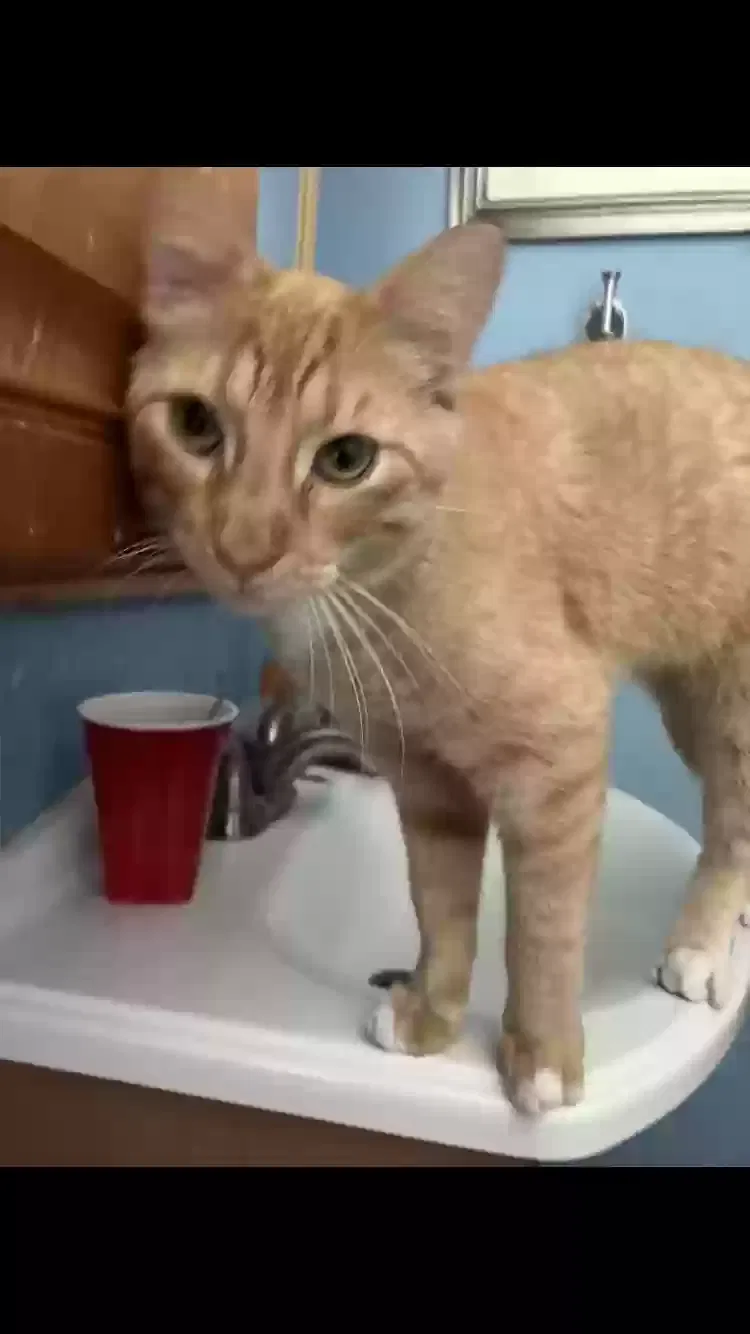 Lost cat in Des Moines, IA, 50310