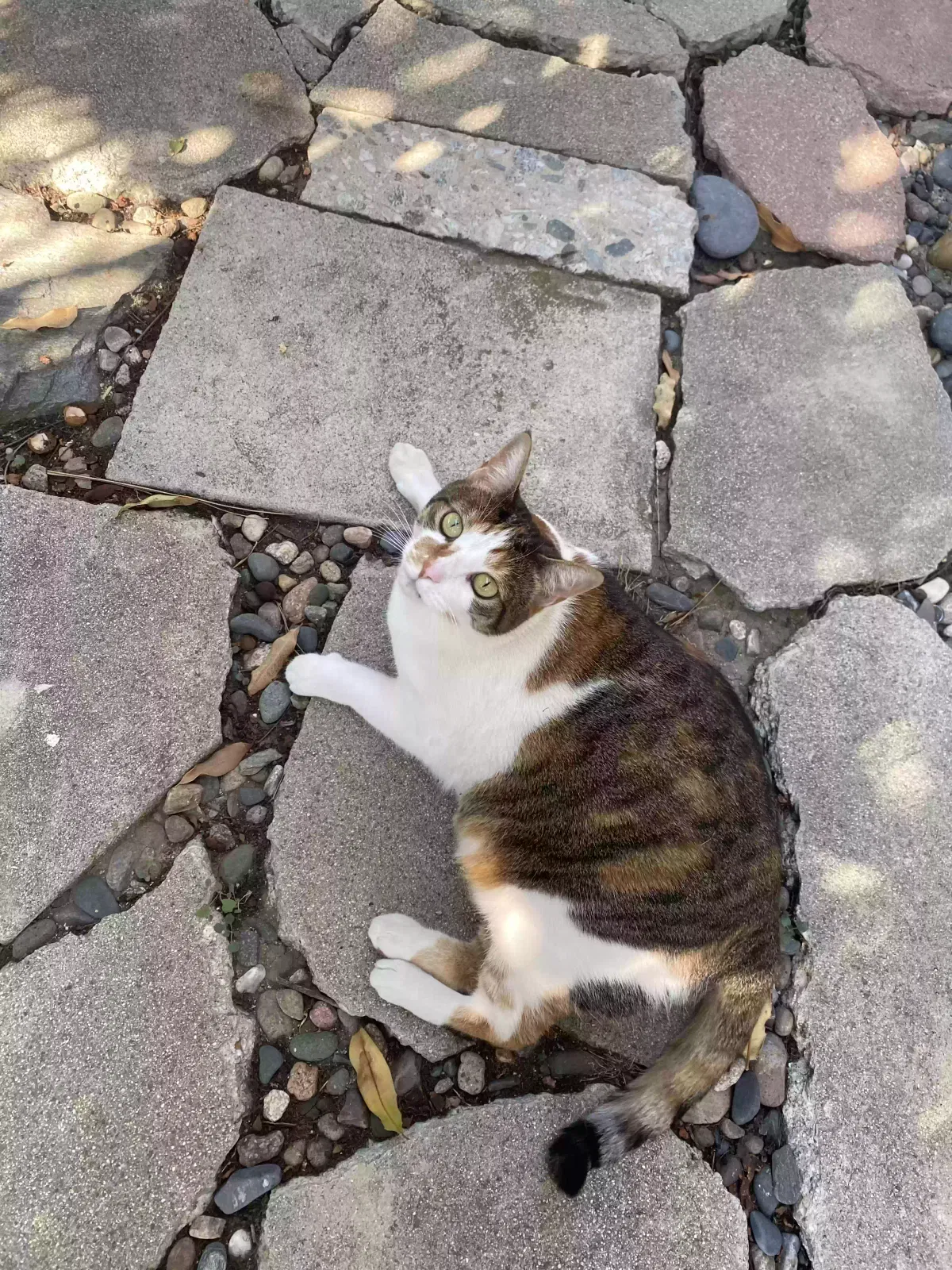 Lost cat in Los Angeles, CA, 90026