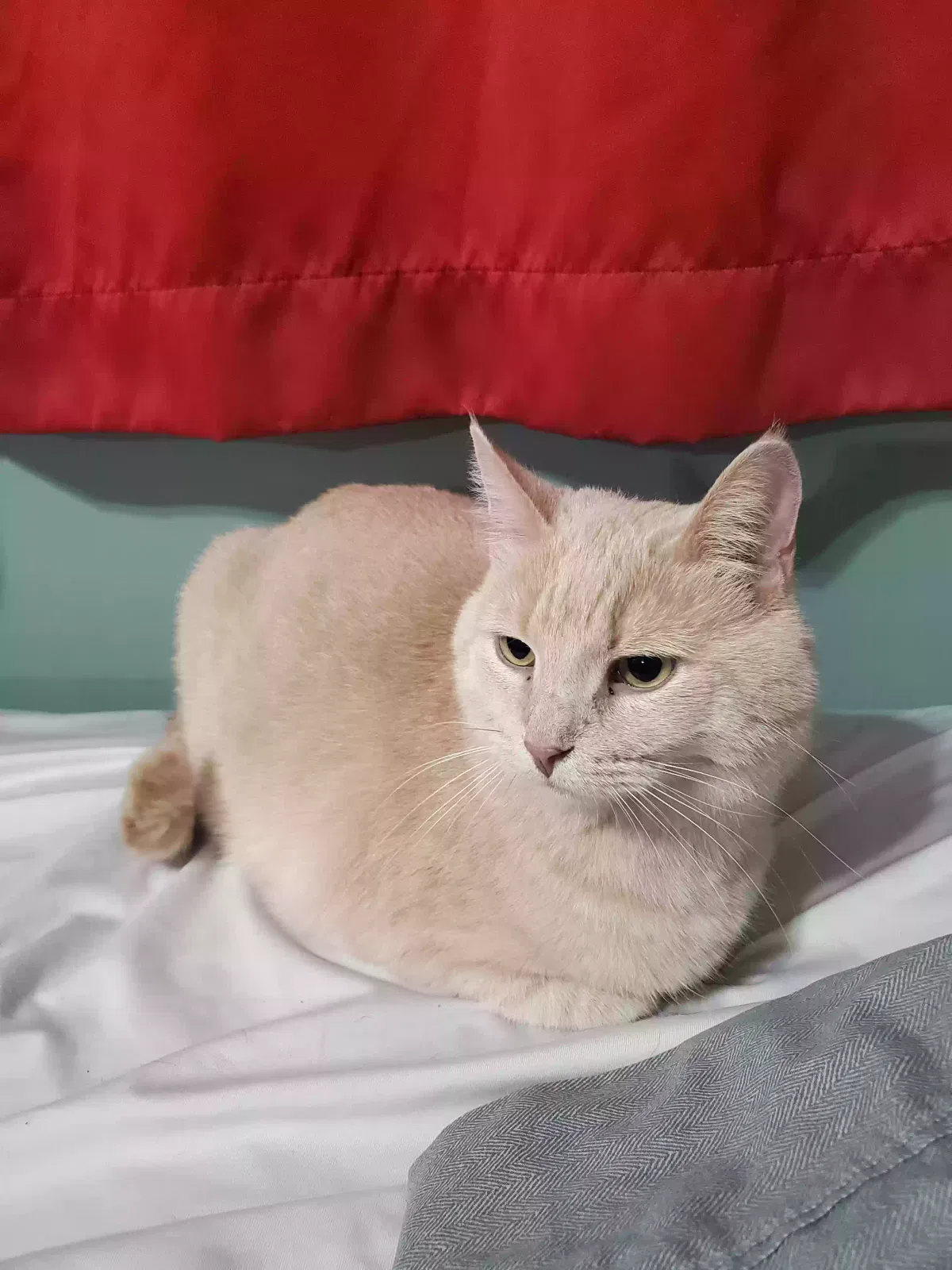 Lost cat in Cincinnati, OH, 45251