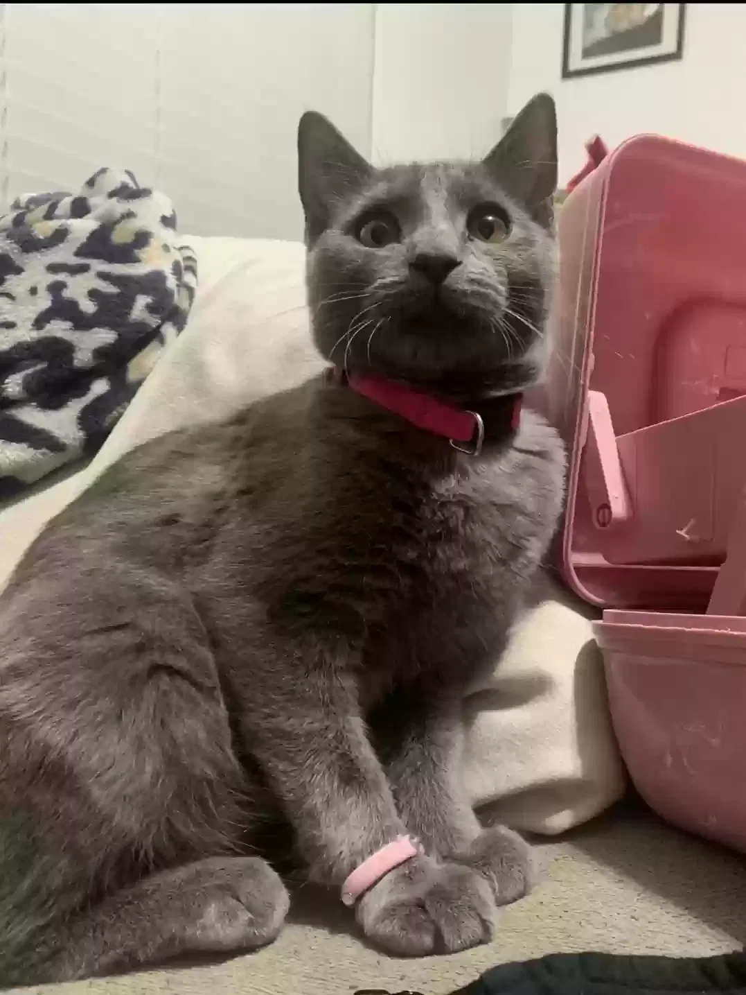 Lost cat in Modesto, CA, 95350