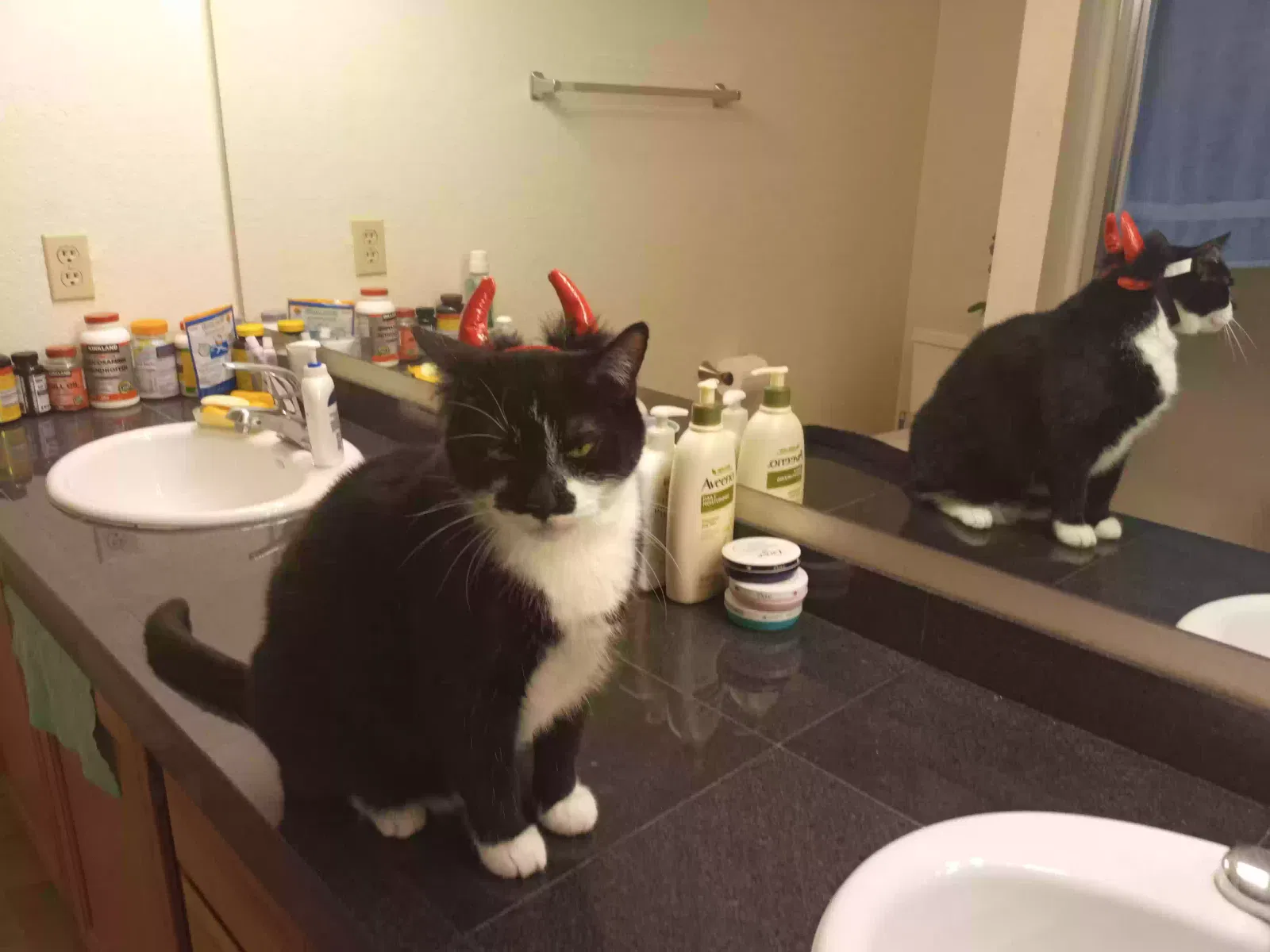 Lost cat in Scottsdale, AZ, 85257