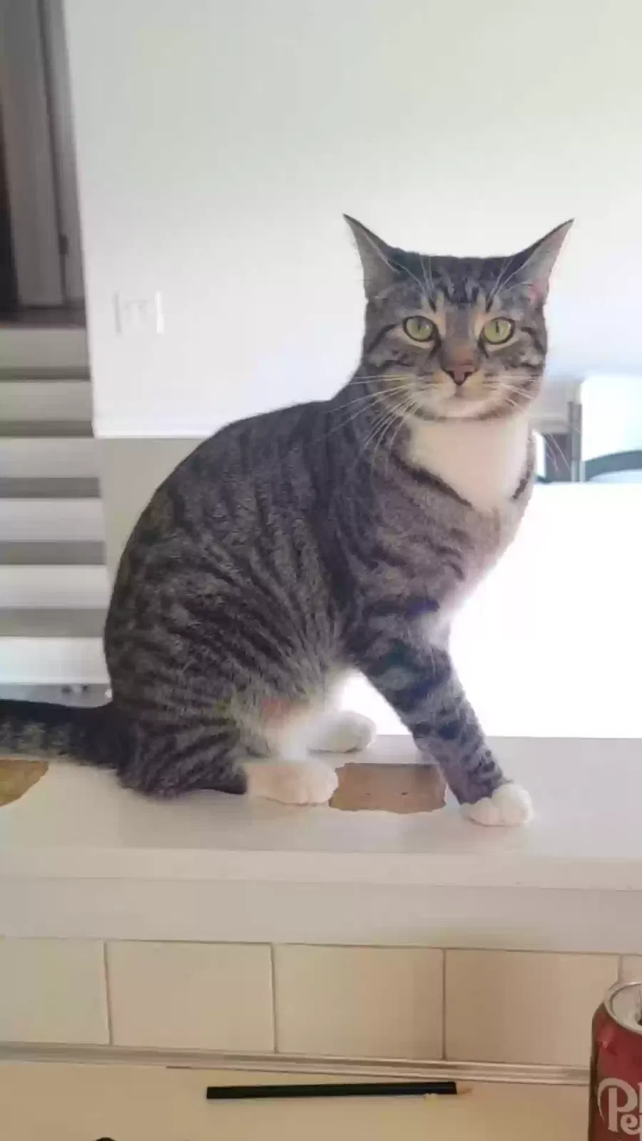 Lost cat in Lorain, OH, 44053