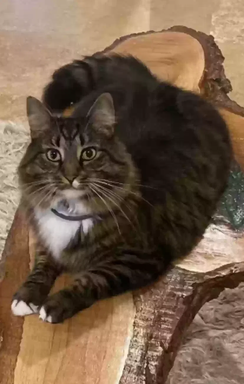 Lost cat in Boca Raton, FL, 33486