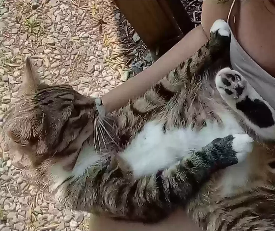 Lost cat in Mooresville, NC, 28115