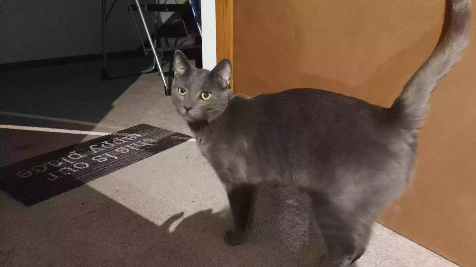 Lost cat in Shakopee, MN, 55379