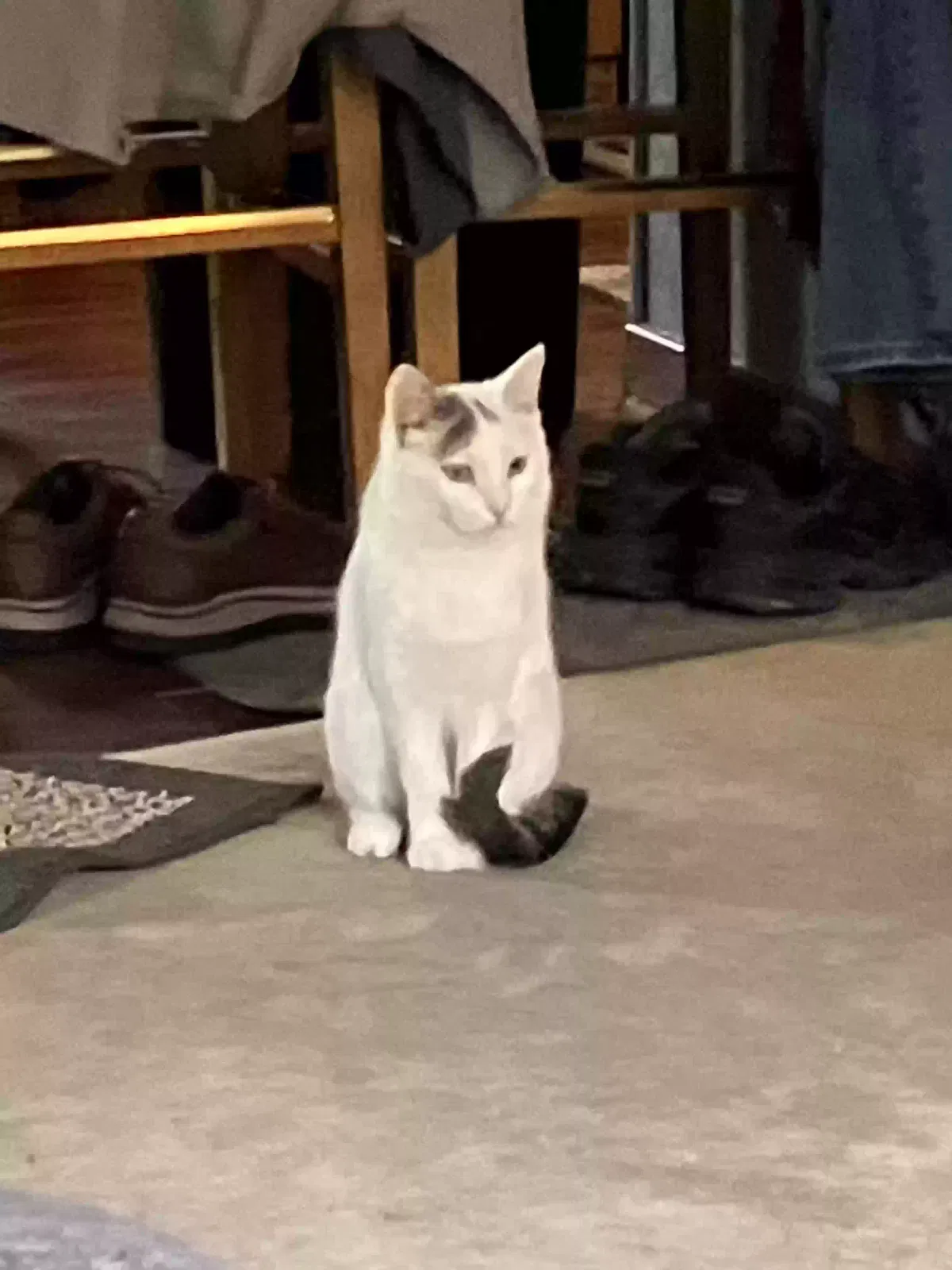 Lost cat in Columbiana, OH, 44408