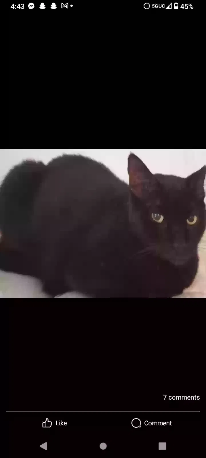 Lost cat in Wesley Chapel, FL, 33544