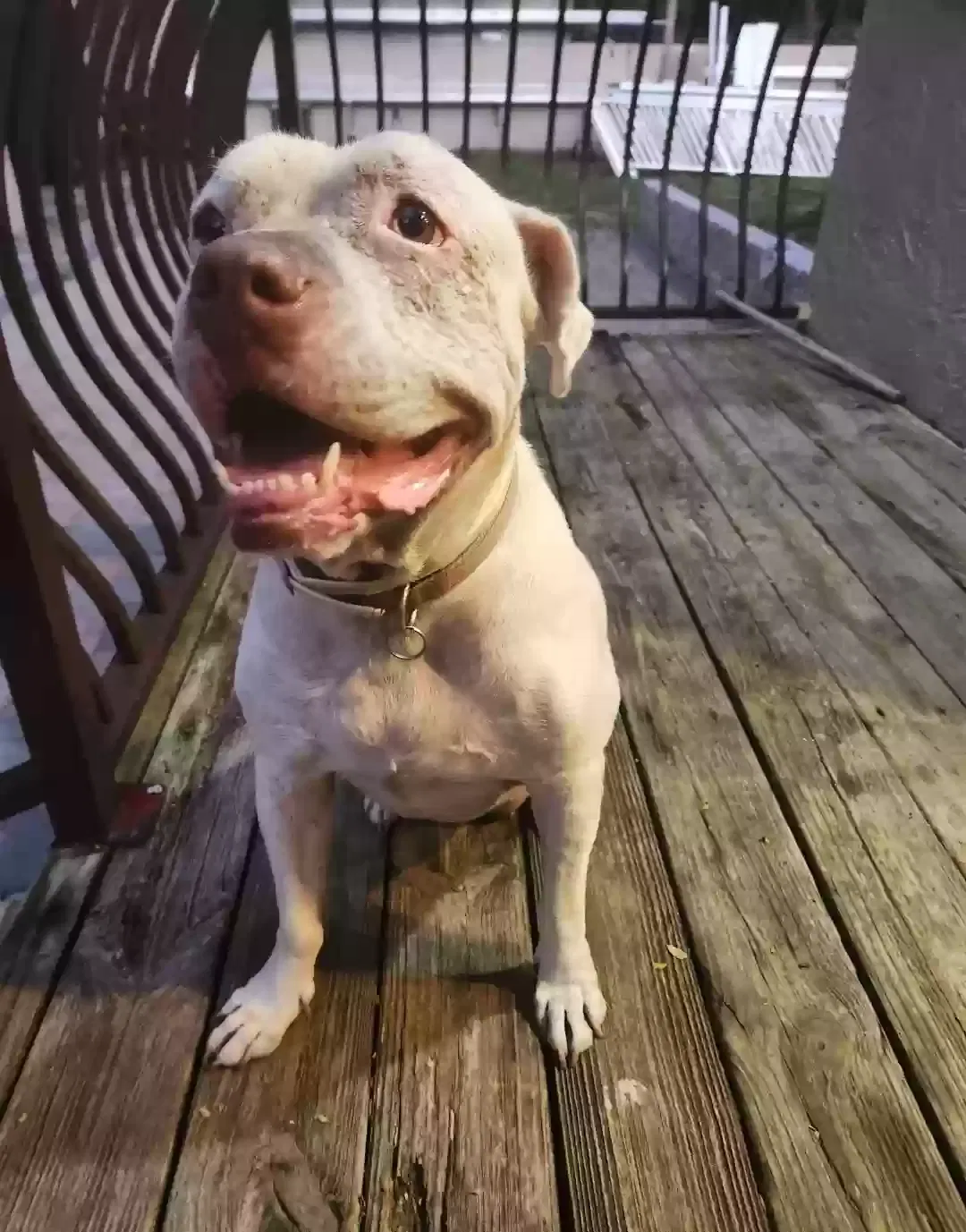 Lost dog in Apopka, FL, 32703