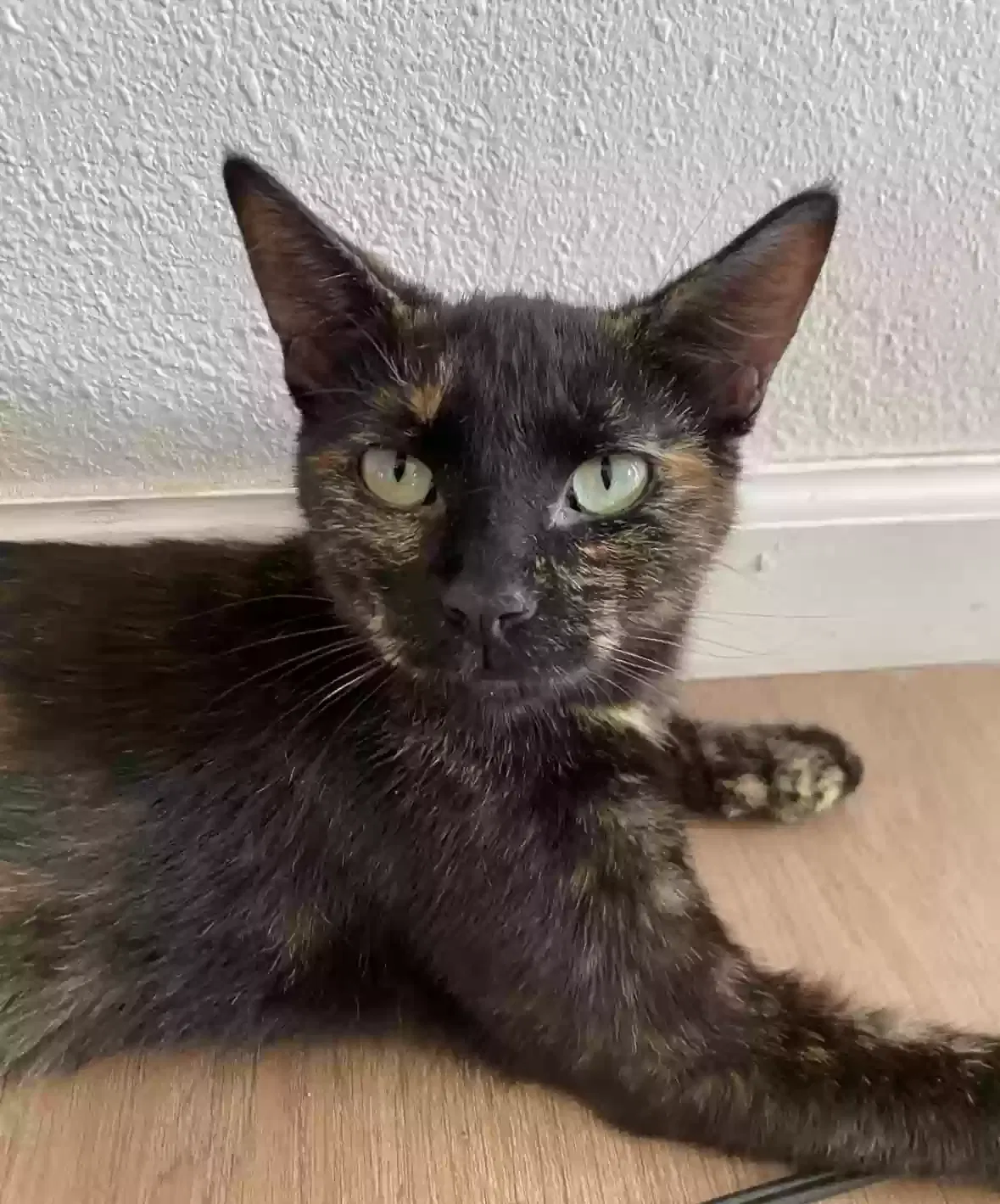 Lost cat in San Antonio, TX, 78242
