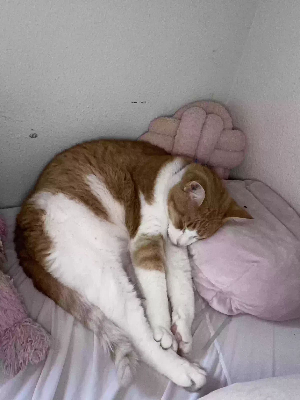 Lost cat in Seattle, WA, 98118