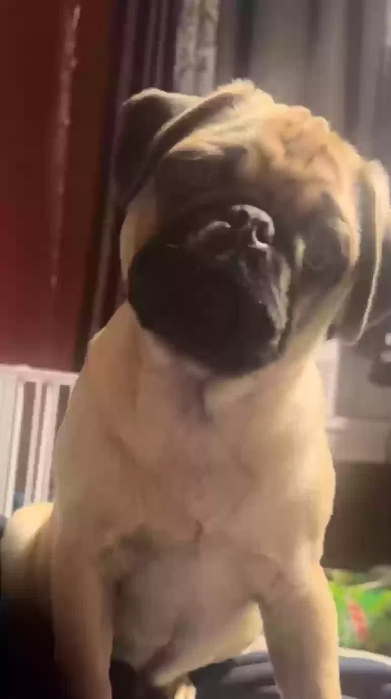 Lost dog in Fort Wayne, IN, 46802