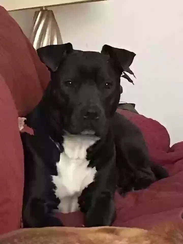Lost dog in Dolton, IL, 60419