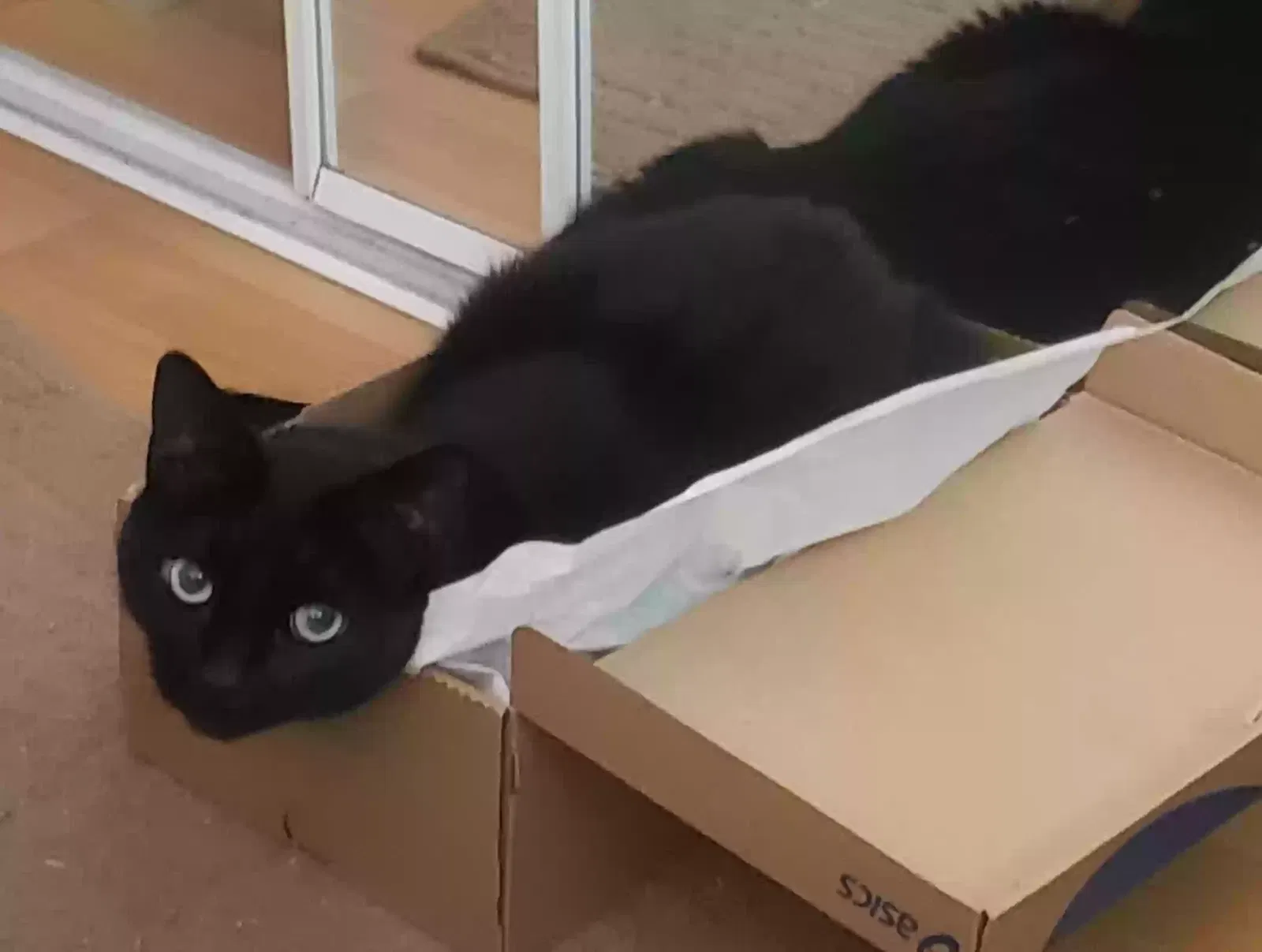 Lost cat in Sacramento, CA, 95819
