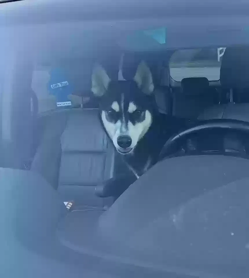 Lost dog in Louisville, KY, 40299