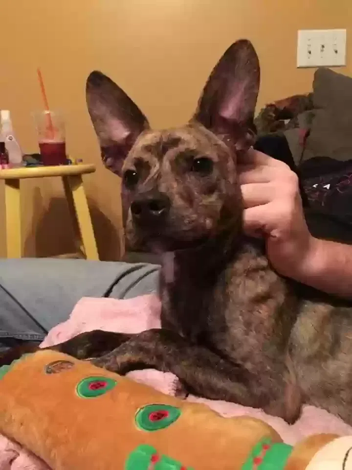 Lost dog in Monroe, GA, 30656