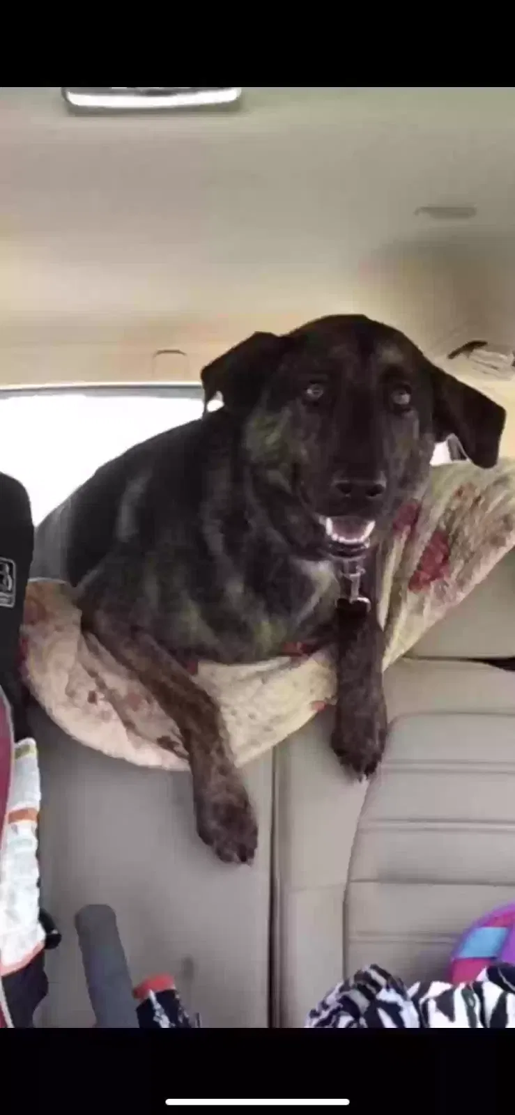 Lost dog in Monroe, GA, 30656