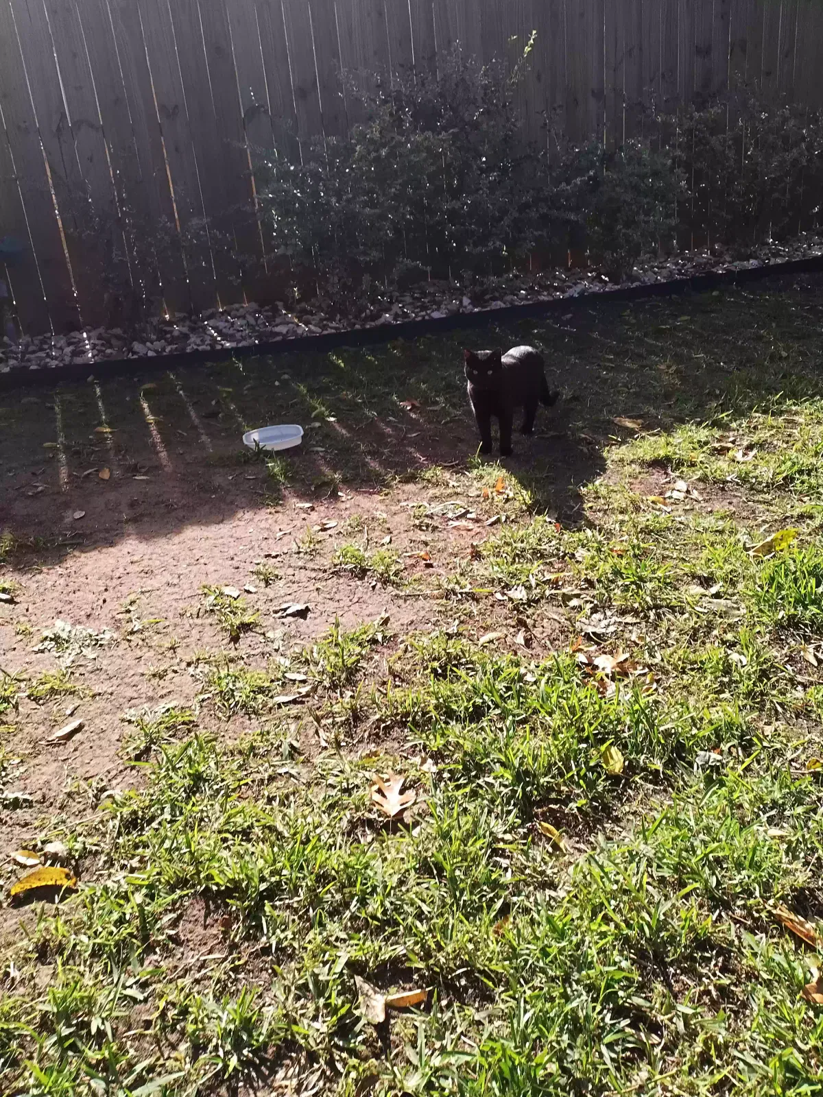 Found cat in Garland, TX, 75043