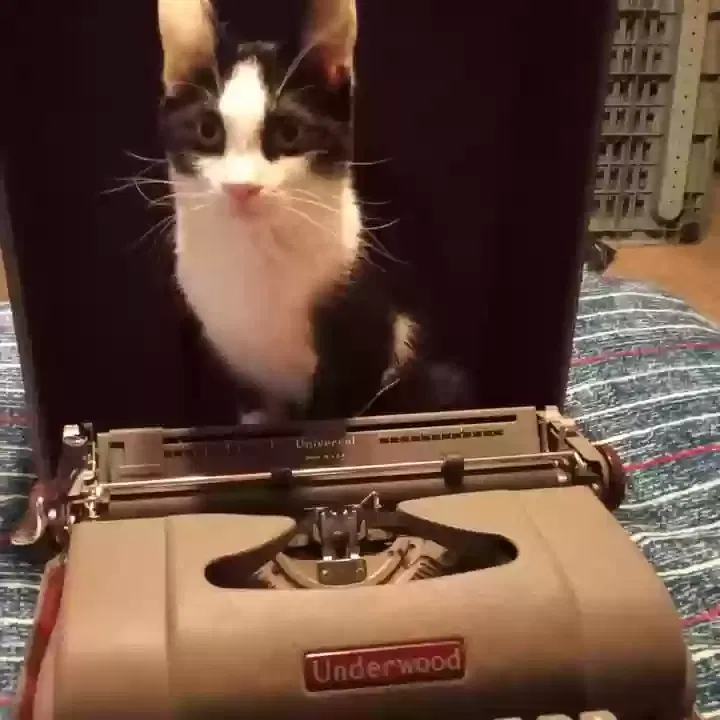 Lost cat in Hamilton, OH, 45011