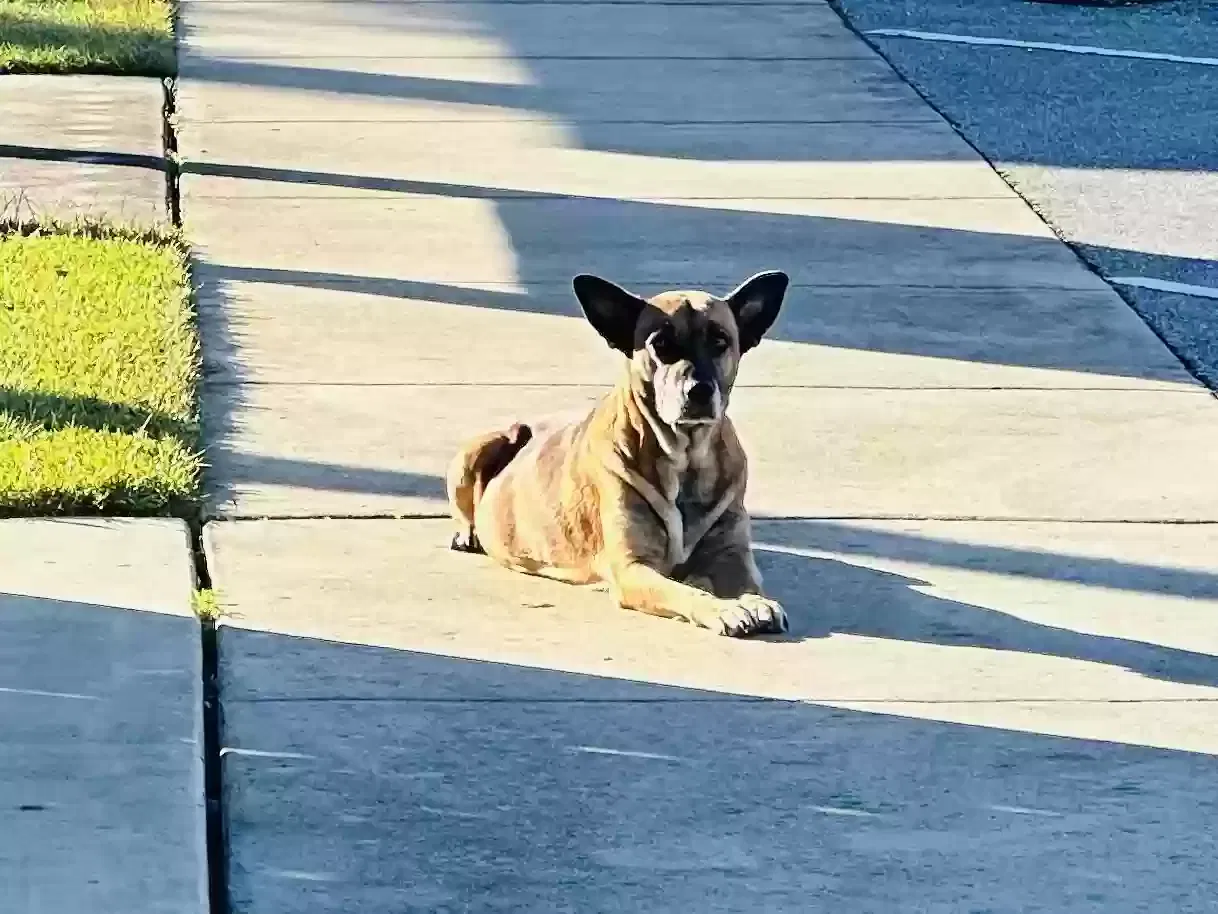 Found dog in Cantonment, FL, 32533