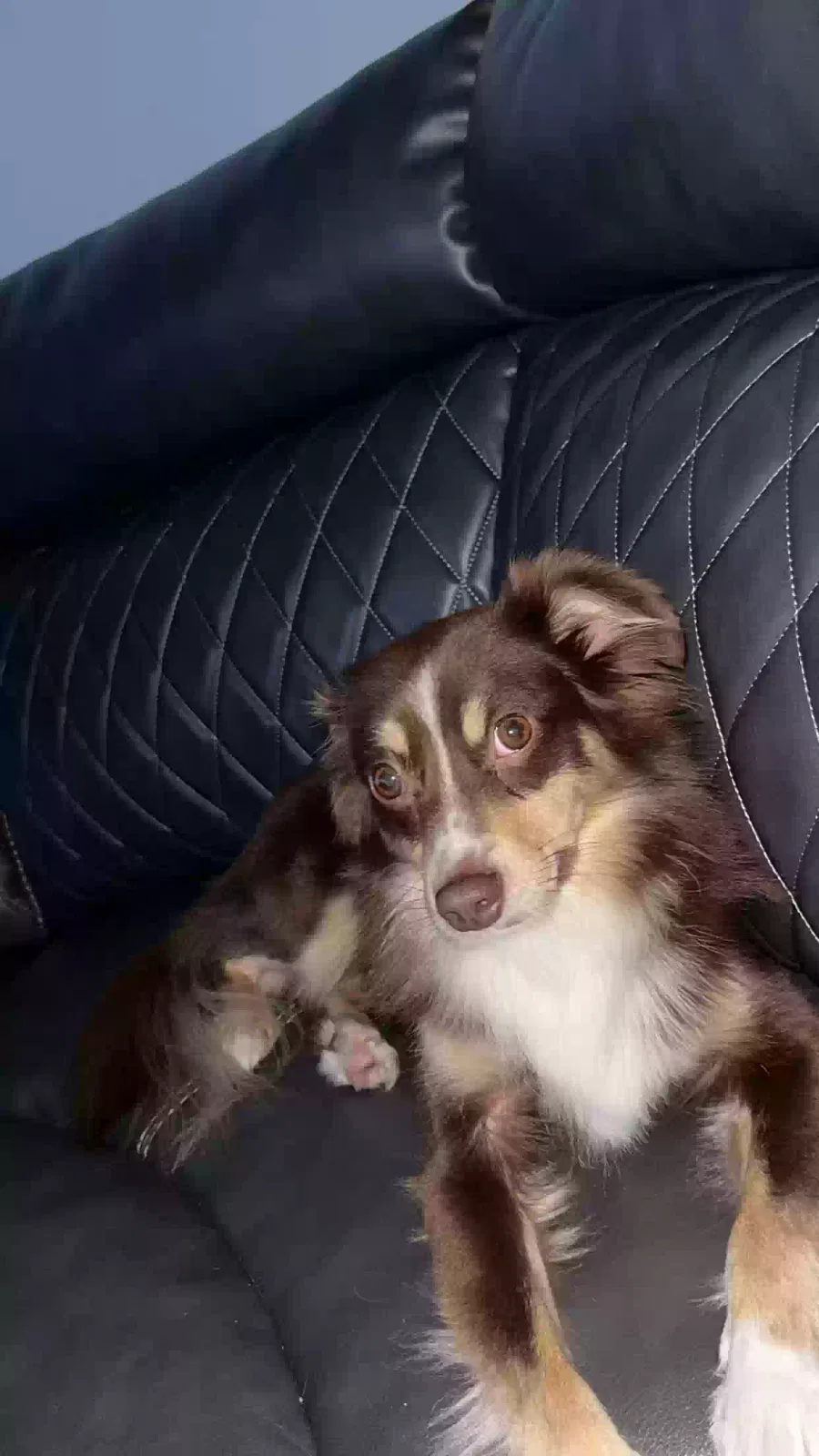 Lost dog in Indianola, IA, 50125