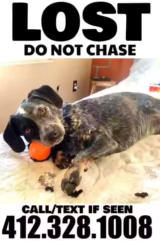 Lost dog in Wexford, PA, 15090
