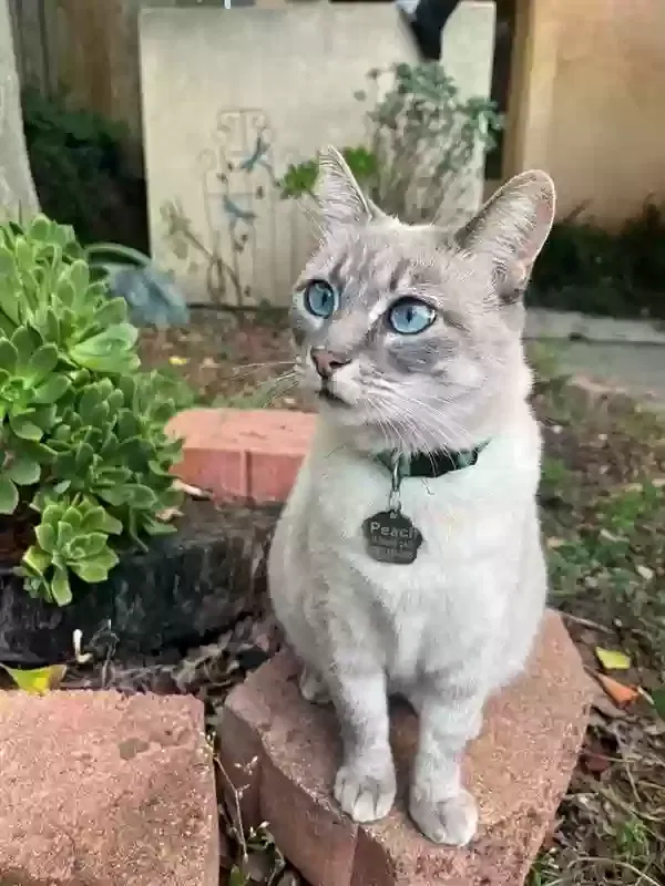 Lost cat in Encinitas, CA, 92024