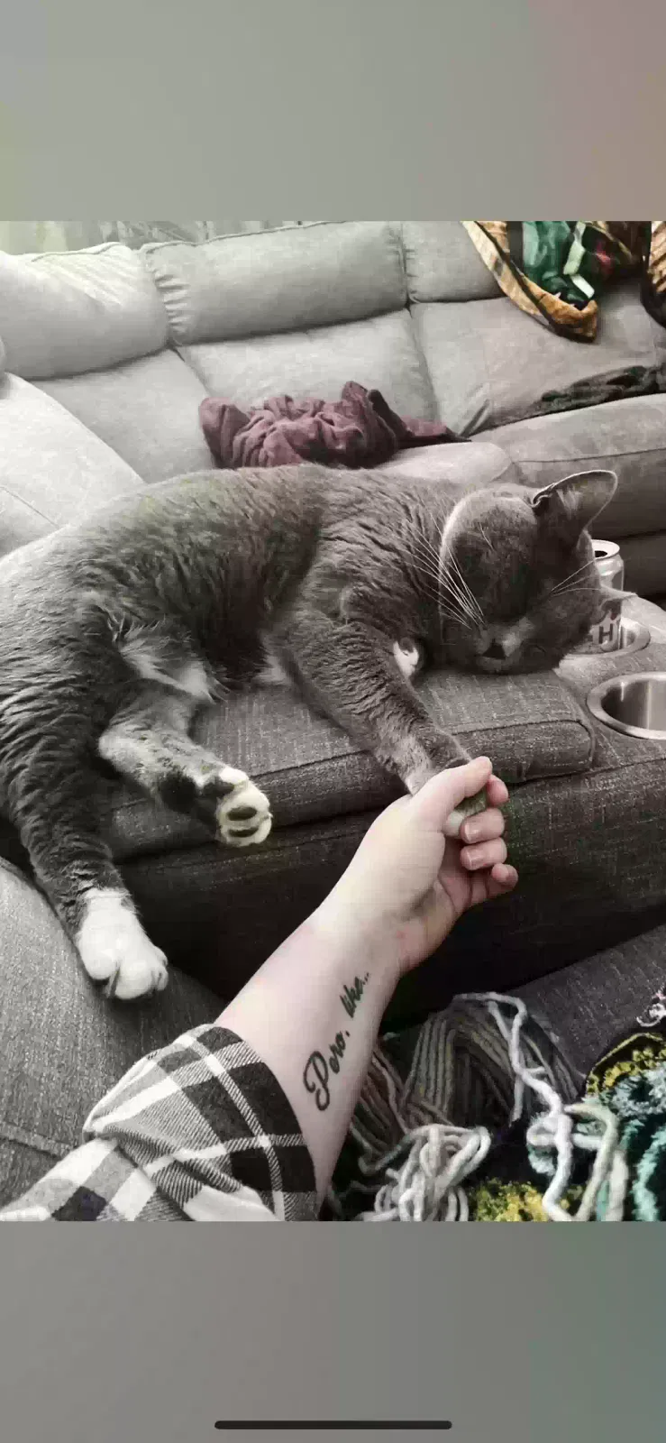 Lost cat in Hillsboro, OR, 97124