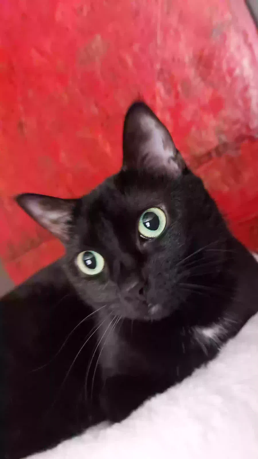 Lost cat in Huntsville, AL, 35806