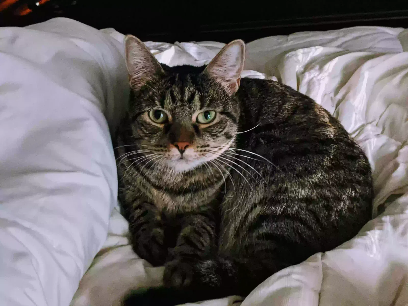 Lost cat in Missouri City, TX, 77459