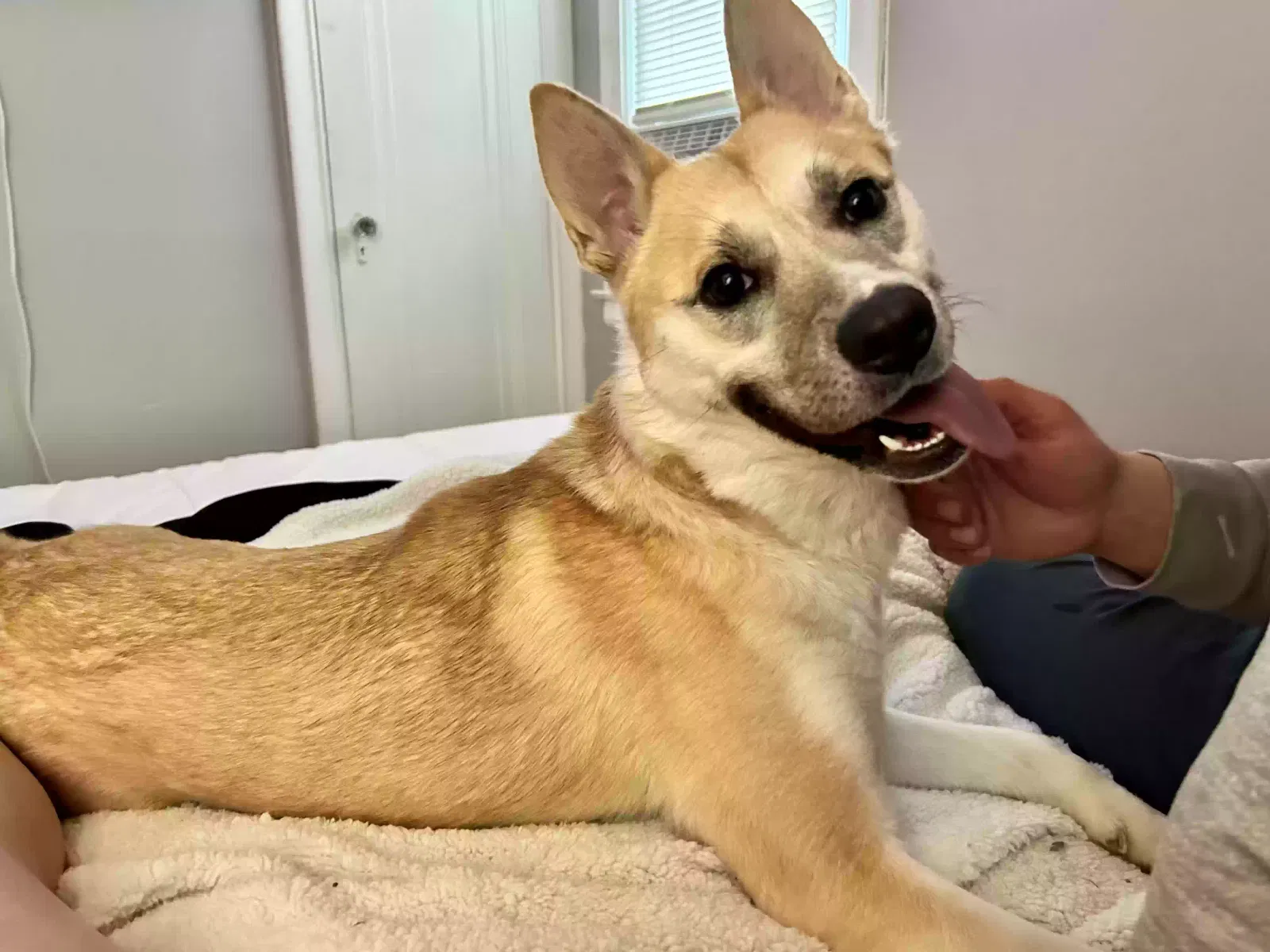 Lost dog in Detroit, MI, 48234