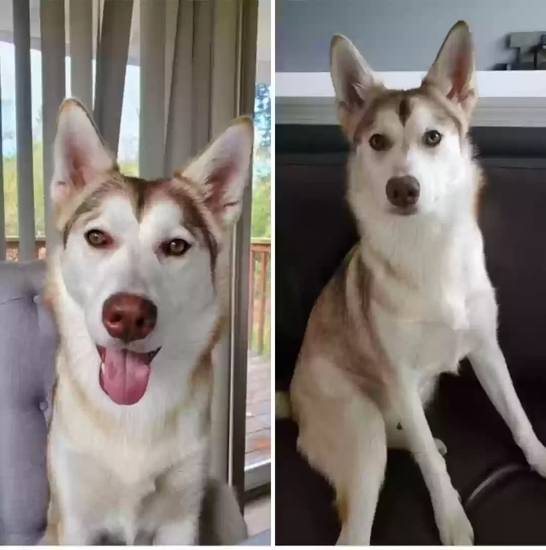 Lost dog in Everett, WA, 98204