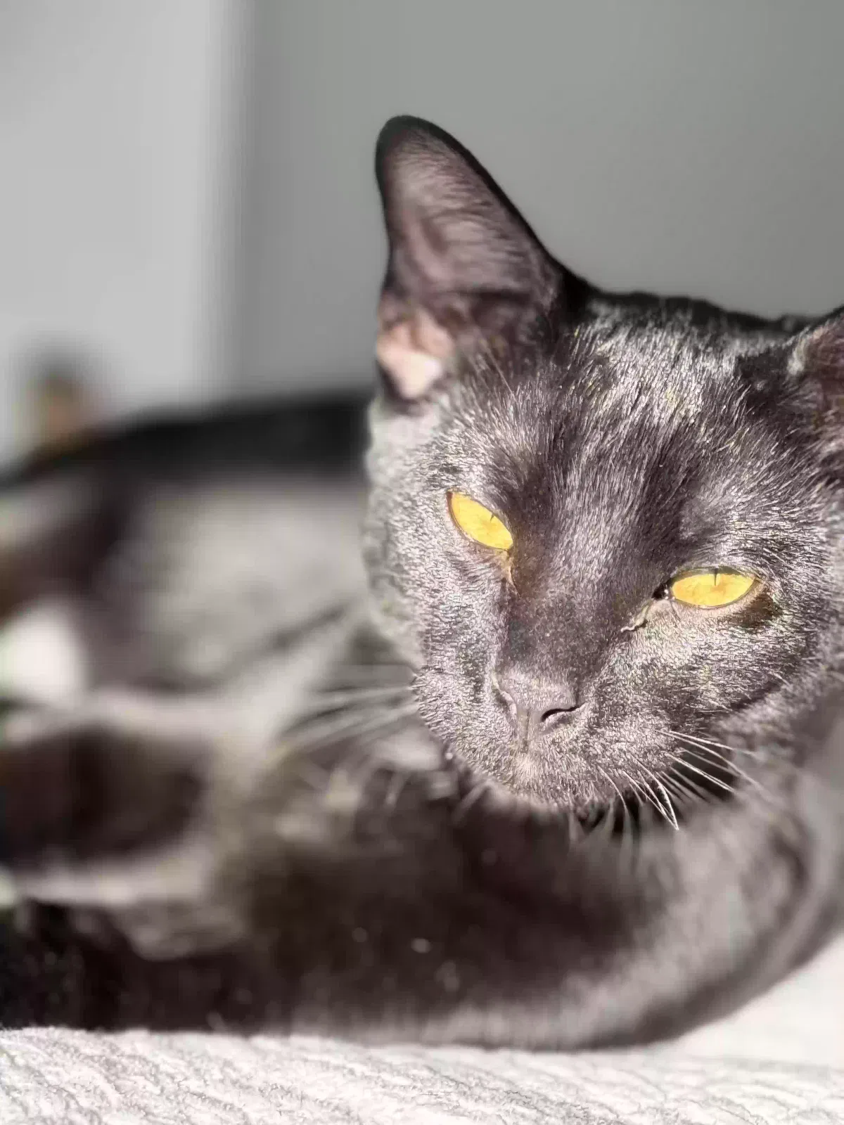 Lost cat in Brandon, MS, 39047