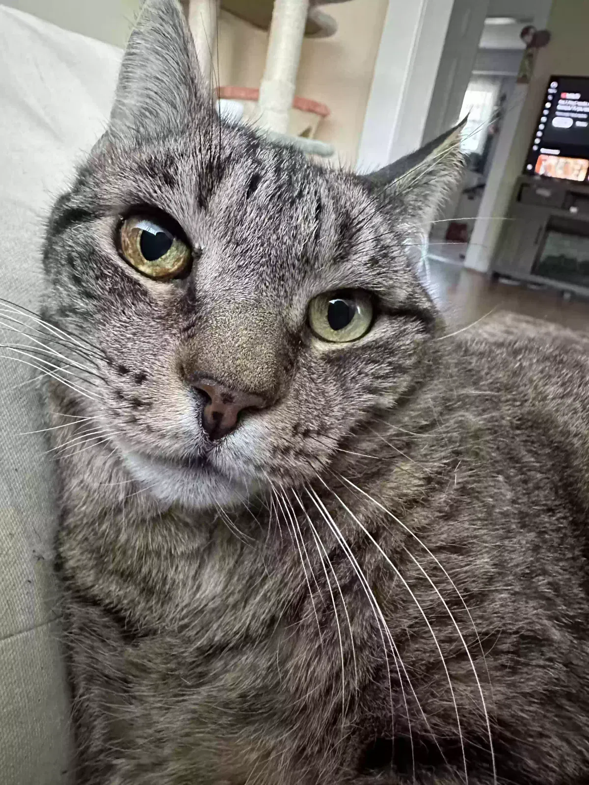 Lost cat in Clifton, NJ, 7011